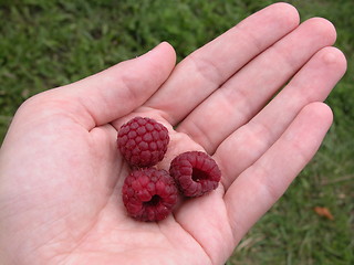 Image showing raspberries