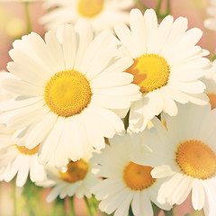 Image showing daisies in a field, macro