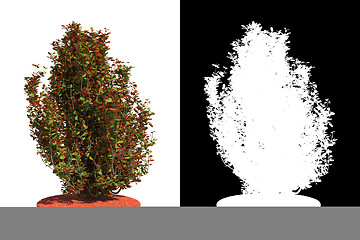 Image showing Decorative Shrub Isolated on White Background.