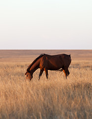 Image showing Horse grazing in evening pasture