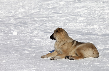 Image showing Dog resting on snowy ski slope at nice sun day