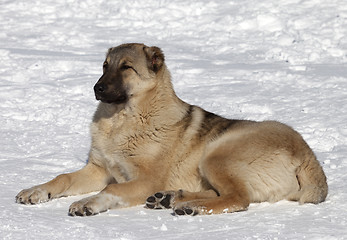 Image showing Dog resting in snowy ski slope