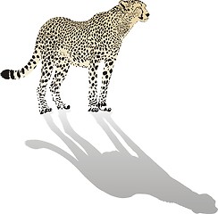 Image showing Cheetah 