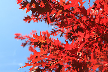 Image showing autumn leaves background