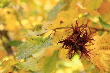 Image showing hazelnuts in the forest 