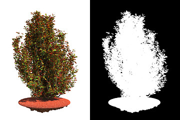 Image showing Decorative Shrub Isolated on White Background.