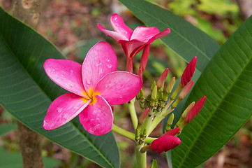 Image showing Plumeria pink bloom