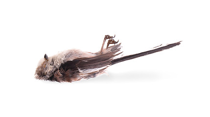 Image showing Deceased long-tailed tit