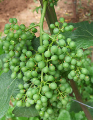 Image showing Young grapes