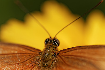 Image showing Orange butterfly