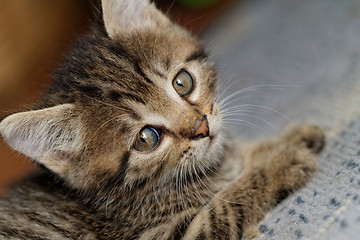 Image showing Tabby kitten