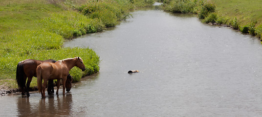 Image showing Horses