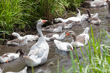 Image showing Offspring of geese