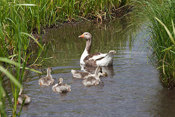 Image showing Goose and goslings swimming in river