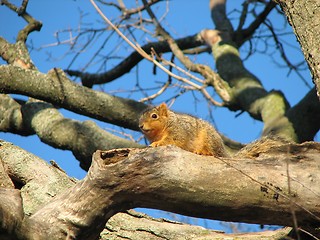 Image showing Squirrel in Tree