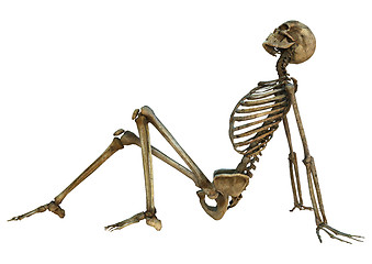 Image showing Human Skeleton