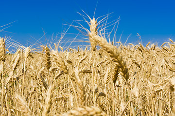 Image showing Wheat field