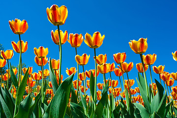 Image showing Tulip flowers