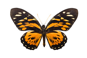 Image showing Butterfly Tithorea harmonia