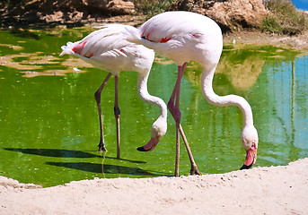 Image showing Flamingo