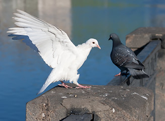 Image showing White pigeon