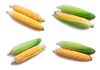 Image showing Corn