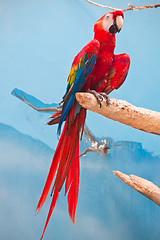 Image showing Ara parrot