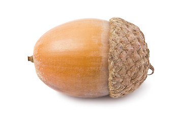 Image showing Acorn