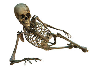 Image showing Human Skeleton