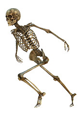 Image showing Human Skeleton