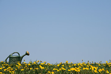 Image showing Green watering-can in flowering meadow