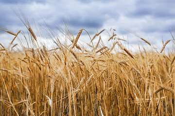 Image showing Wheat field