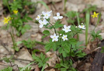 Image showing Spring flowers