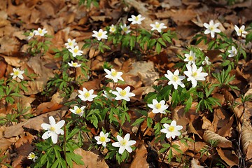 Image showing Anemones