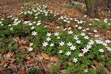 Image showing Anemones