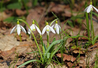 Image showing Snowdrops