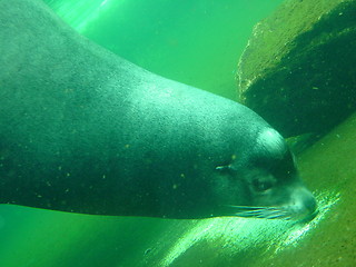 Image showing Sea Lion