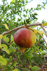 Image showing pomegranate 