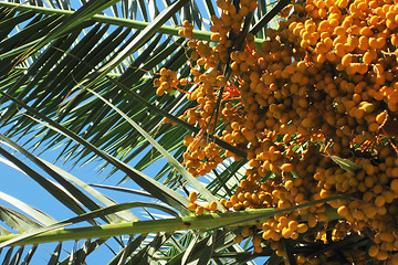 Image showing date fruits natural background