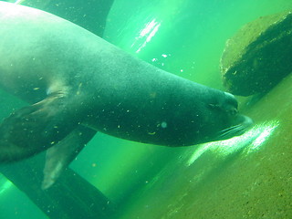 Image showing Sea Lion