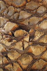 Image showing palm tree trunk texture 