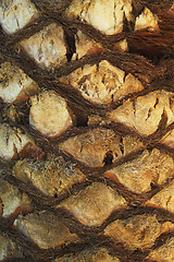 Image showing palm tree trunk texture