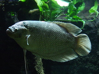 Image showing Big tropical fish