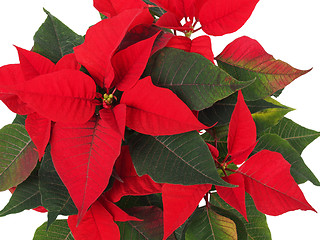 Image showing Christmas Star Flower, Poinsettia