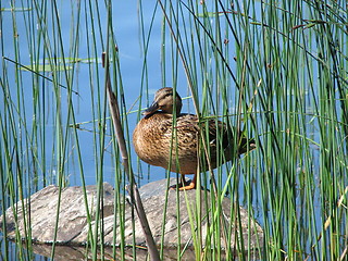 Image showing Duck on stone