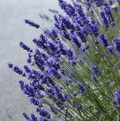 Image showing Lavender