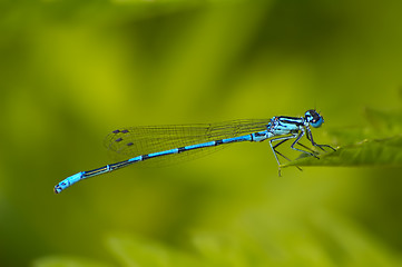 Image showing Damselfly