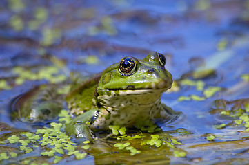 Image showing Frog