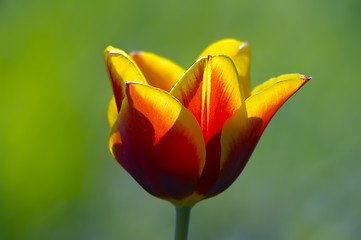 Image showing Tulip