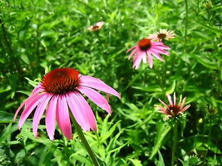 Image showing Purple Coneflowers